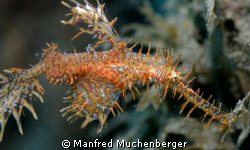 Solenostomus paradoxus - Ornate ghost pipefish – Harlekin... by Manfred Muchenberger 